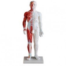 Akupunkturní model muže se svaly, výška 60 cm #15078