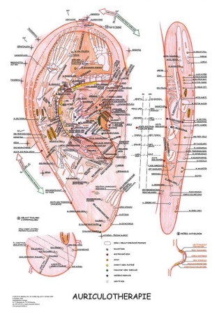 Aurikuloterapie 47x63cm #15059