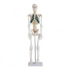 Středně velká kostra s míšními nervy, výška 85 cm #2277