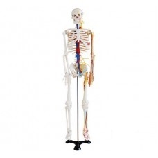 Středně velká kostra s nervy a cévami, výška 85 cm #2276